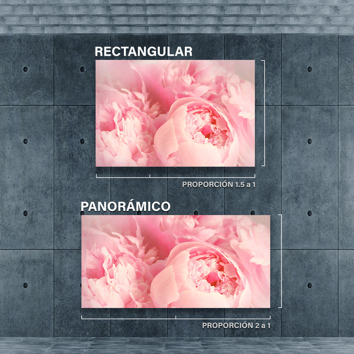 Peonias Rosas