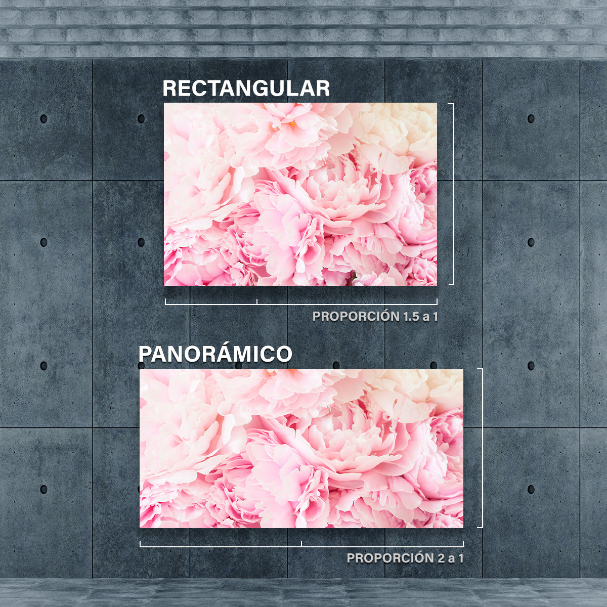 Cama de Peonias Rosas