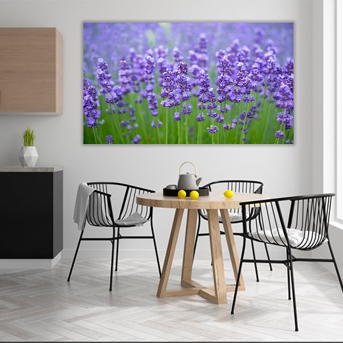 Meadow of lavander