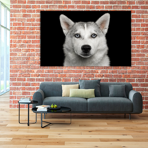 Husky in Black