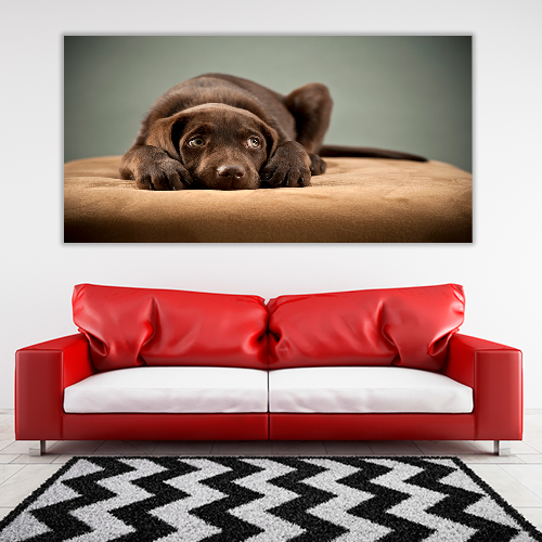 Puppy on Ottoman