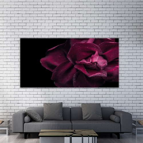 Dark red rose