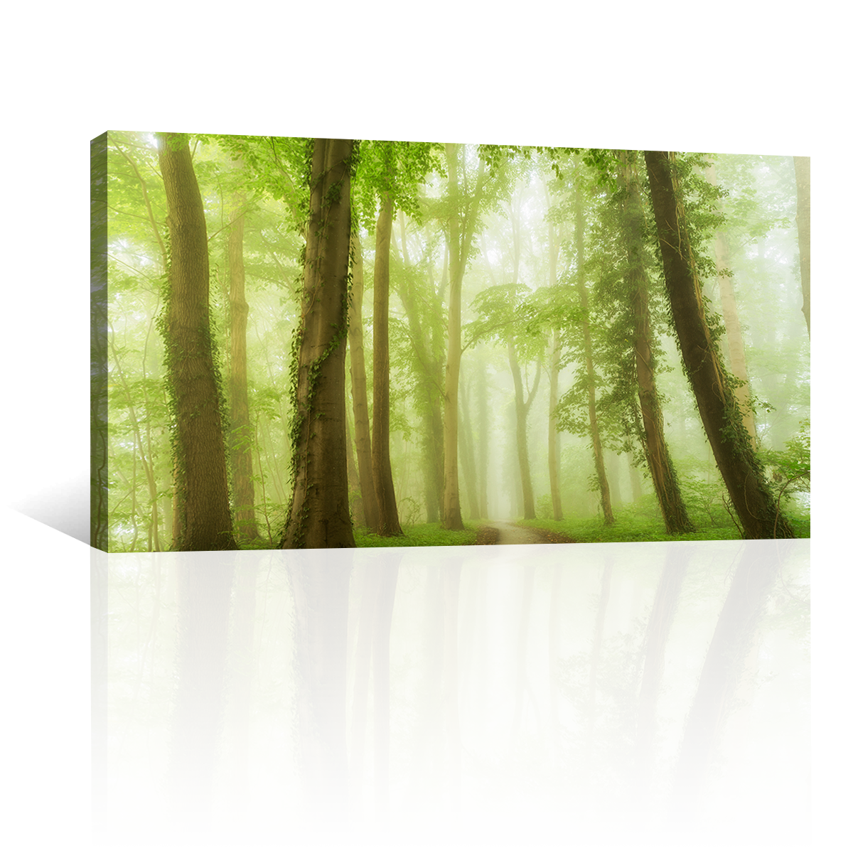 Bosque Bajo Niebla Verde