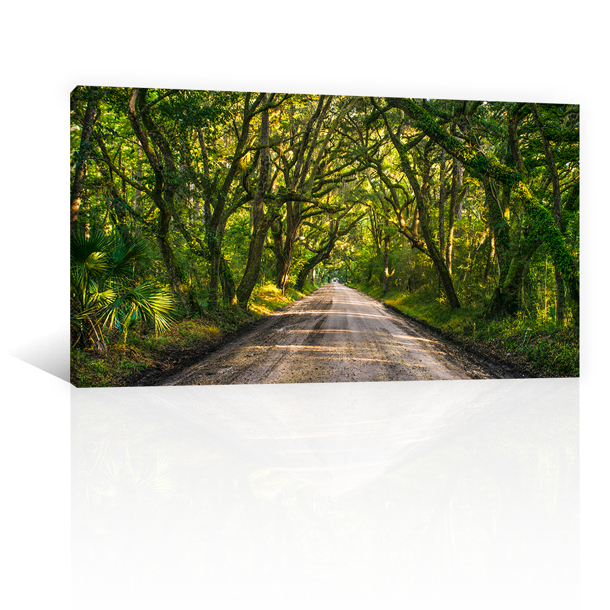 Camino En Arboles