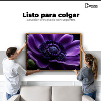 Cuadros Decorativos Canvas Revolution | Anemona Violeta | Colgar