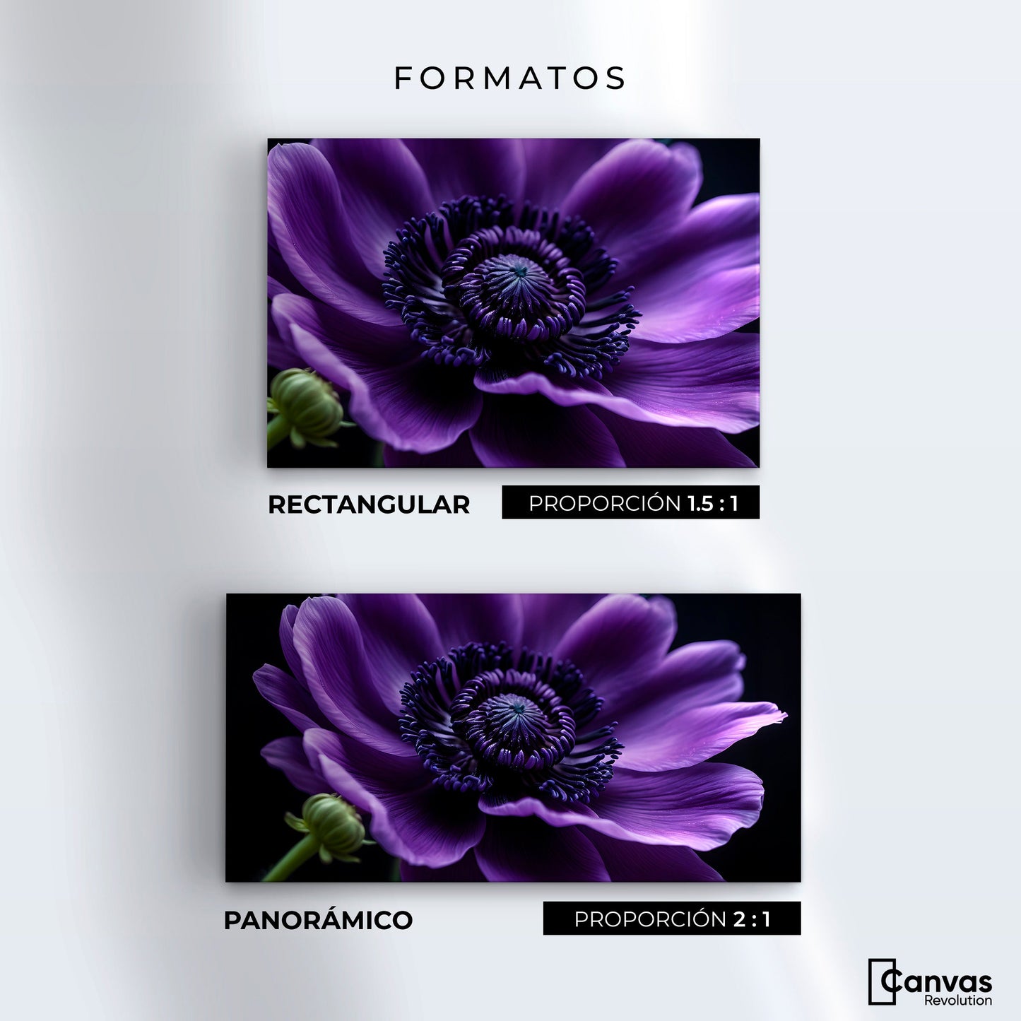 Cuadros Decorativos Canvas Revolution | Anemona Violeta | Formatos
