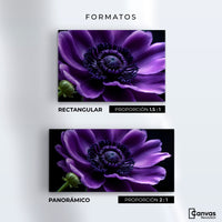 Cuadros Decorativos Canvas Revolution | Anemona Violeta | Formatos