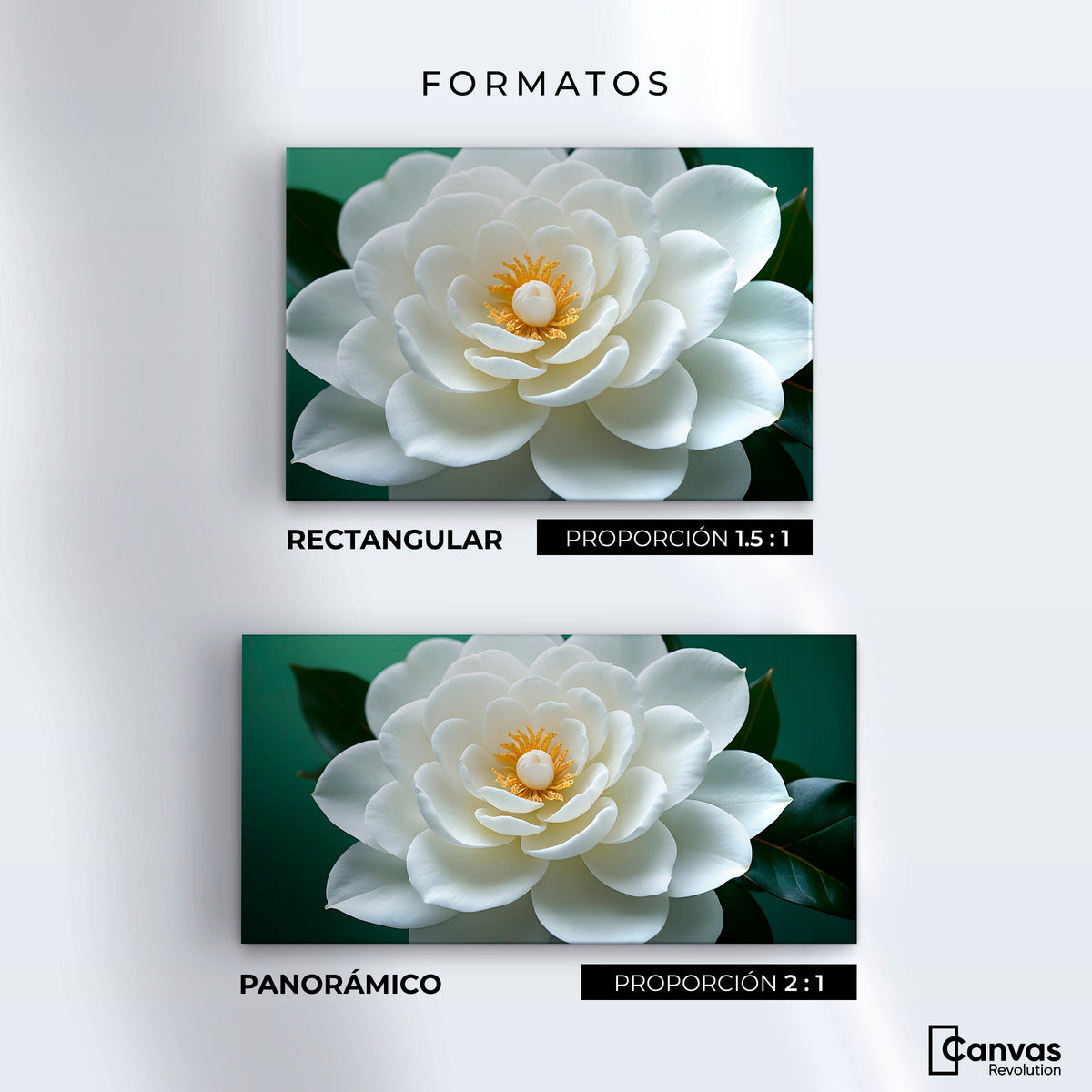 Cuadros Decorativos Canvas Revolution | Camelia Eterna Flor | Formatos