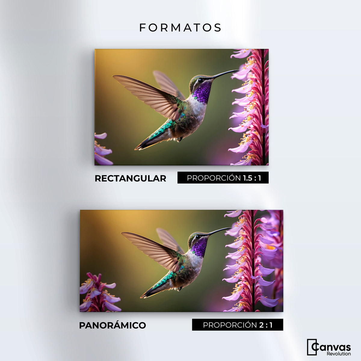 Cuadros Decorativos Canvas Revolution | Colibri Elegante | Formatos