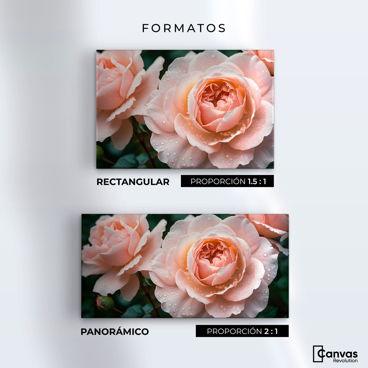 Cuadros Decorativos Canvas Revolution | Eterna Rosa Inglesa | Formatos