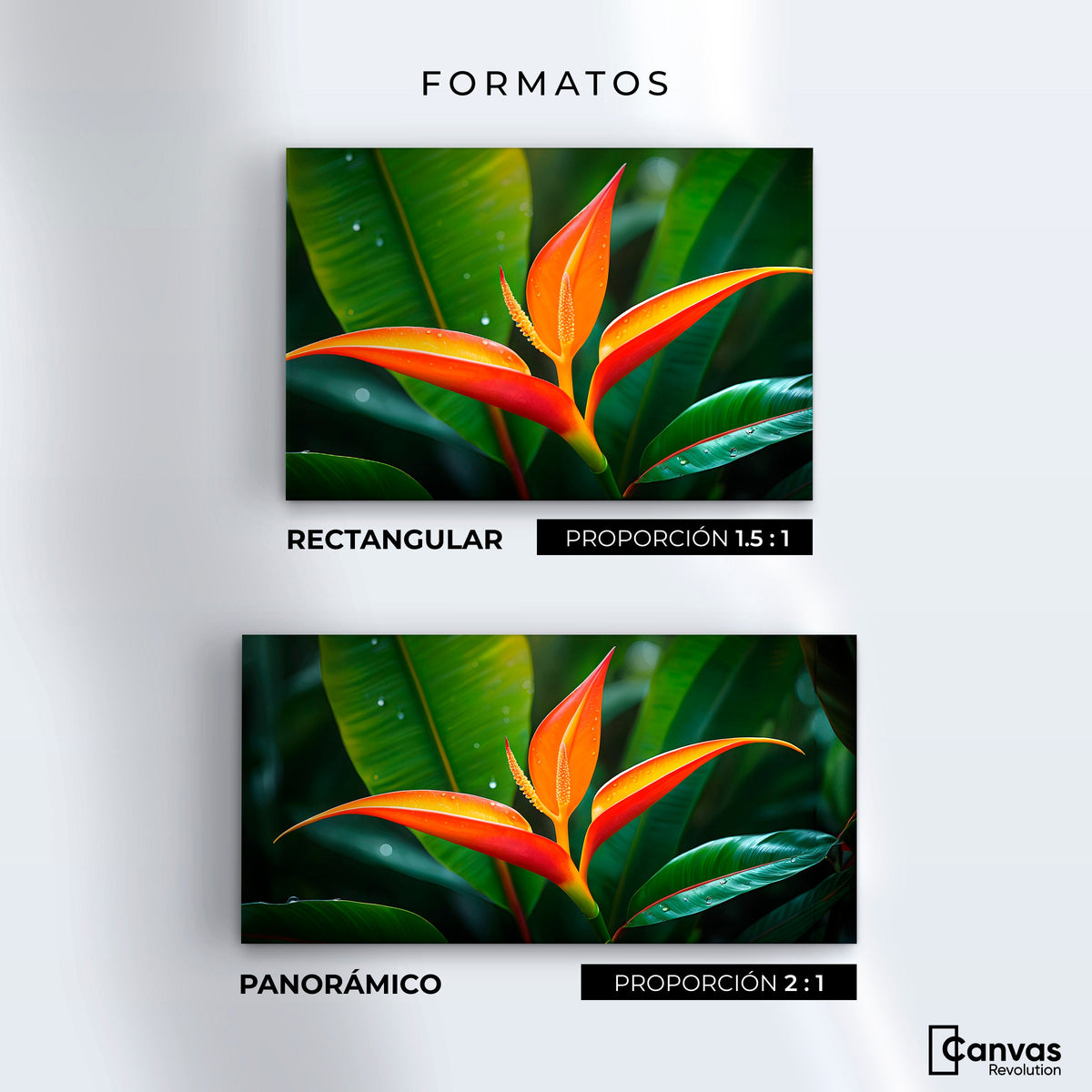 Cuadros Decorativos Canvas Revolution | Heliconia Pura Vida | Formatos