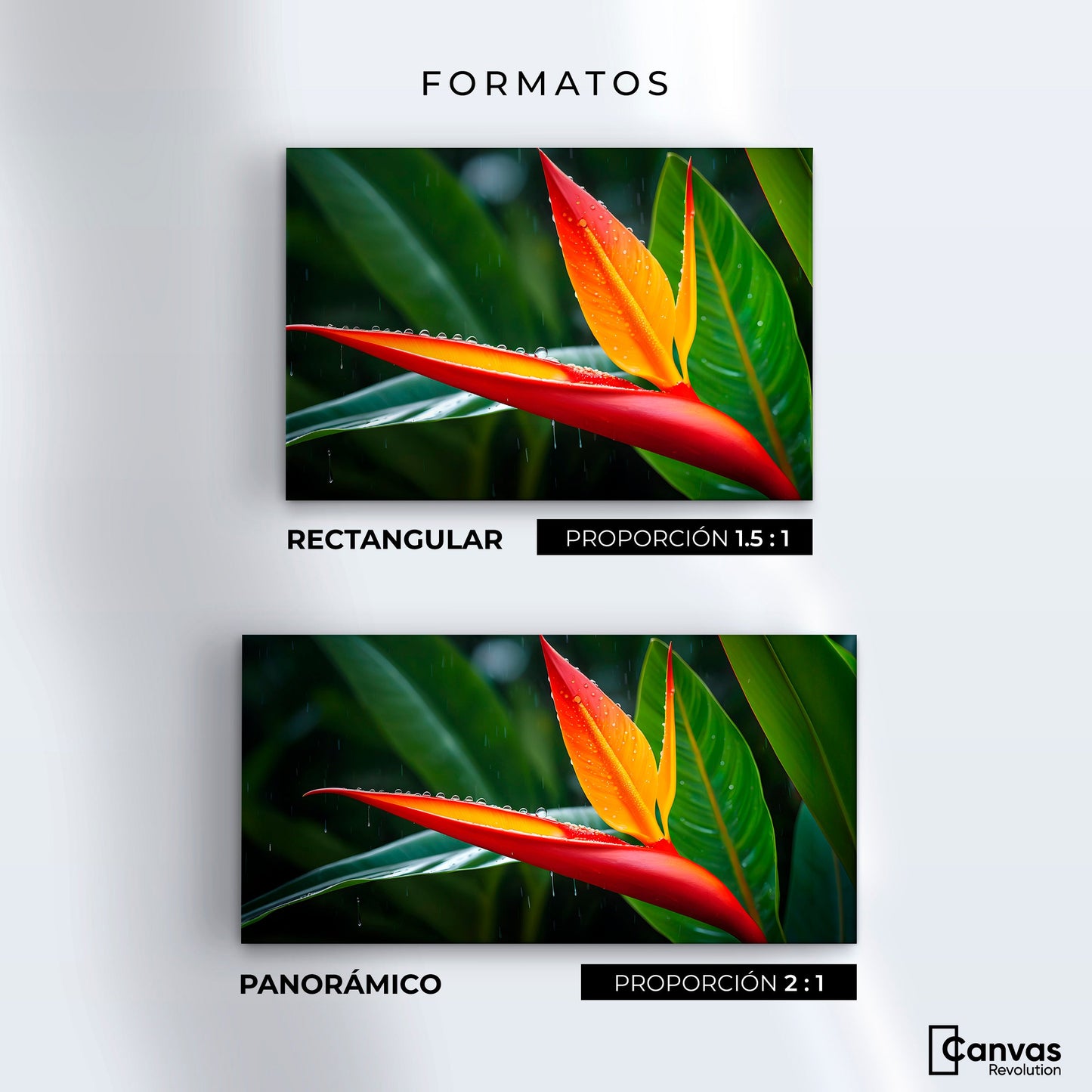 Cuadros Decorativos Canvas Revolution | Llama De Heliconia | Formatos