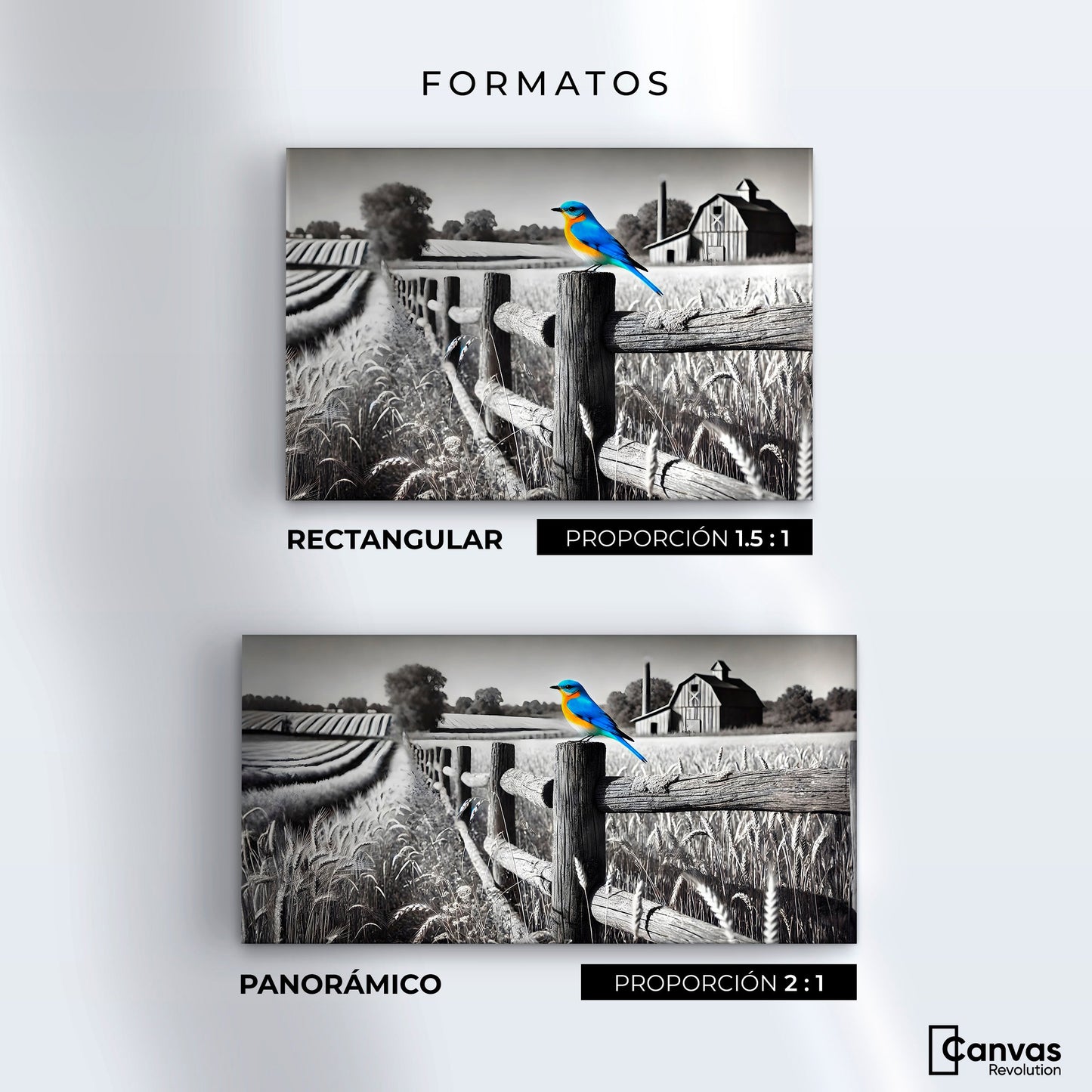 Cuadros Decorativos Canvas Revolution | Pajaro En Reposo | Formatos