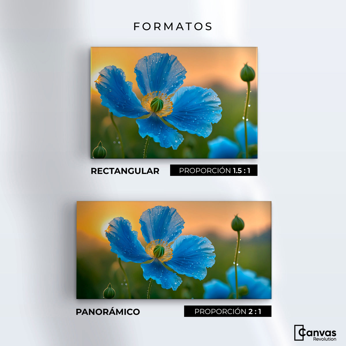 Cuadros Decorativos Canvas Revolution | Sueno De Amapolas | Formatos