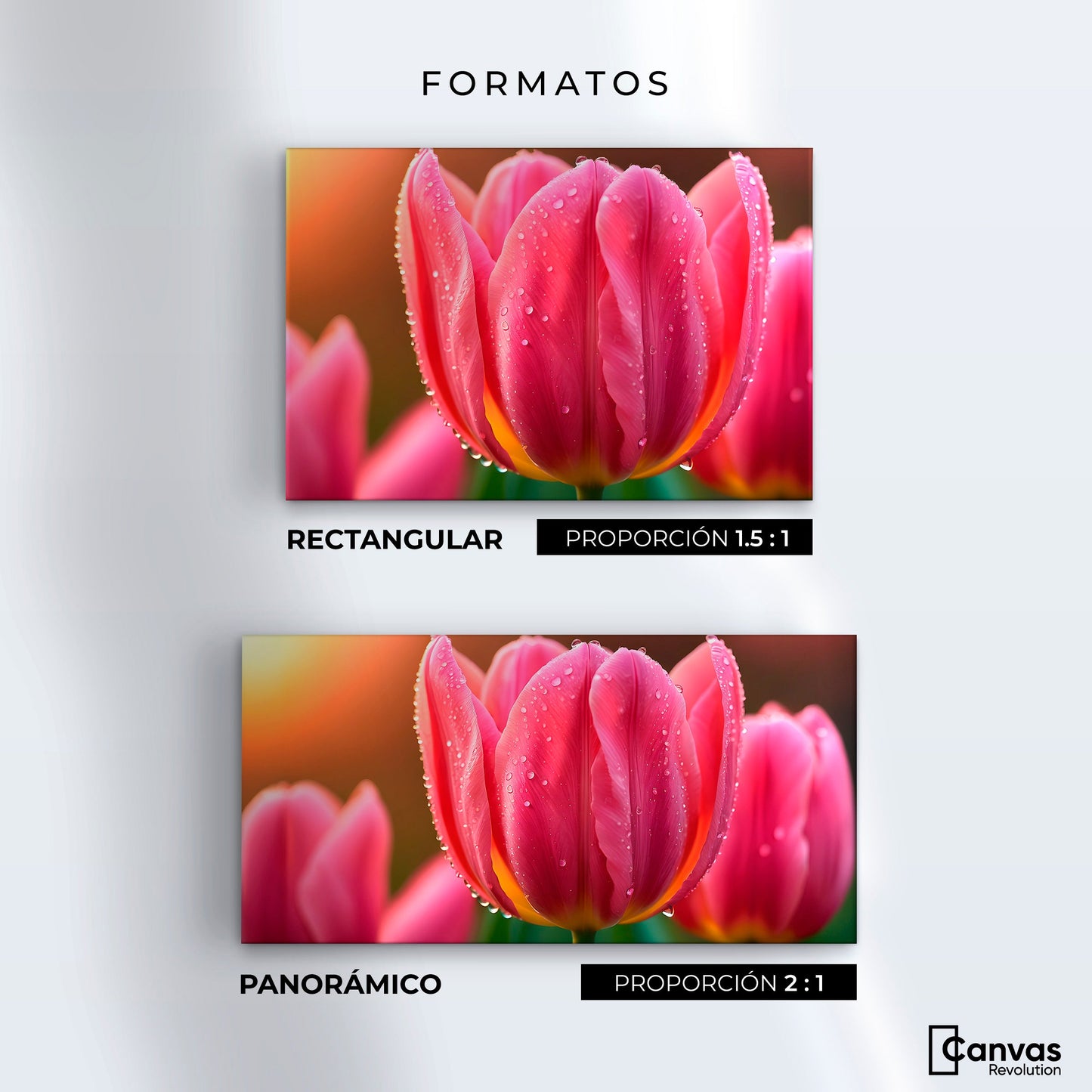 Cuadros Decorativos Canvas Revolution | Tulipan Rosa Eterno | Formatos
