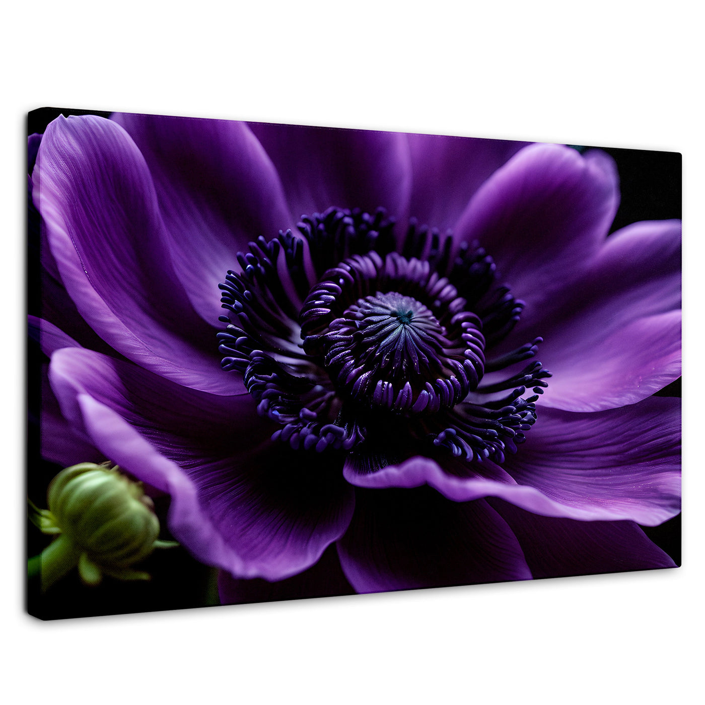 Cuadros Decorativos Canvas Revolution | Anemona Violeta | Rectangular | Portada | Marco SinMarco