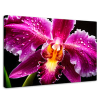 Cuadros Decorativos Canvas Revolution | Brillo De Cattleya | Rectangular | Portada | Marco SinMarco