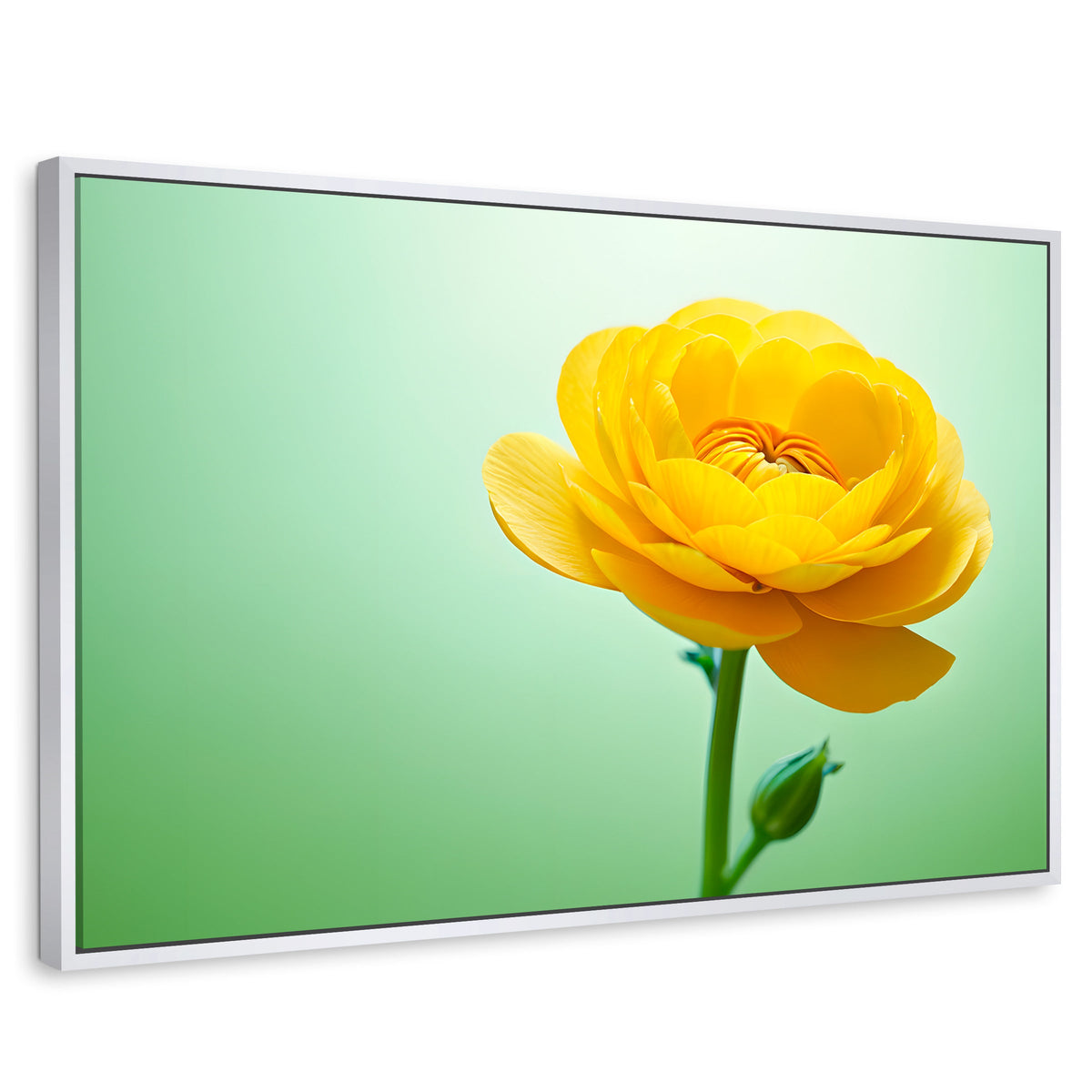 Cuadros Decorativos Canvas Revolution | Canto De Ranunculo | Rectangular | Portada | Marco Blanco