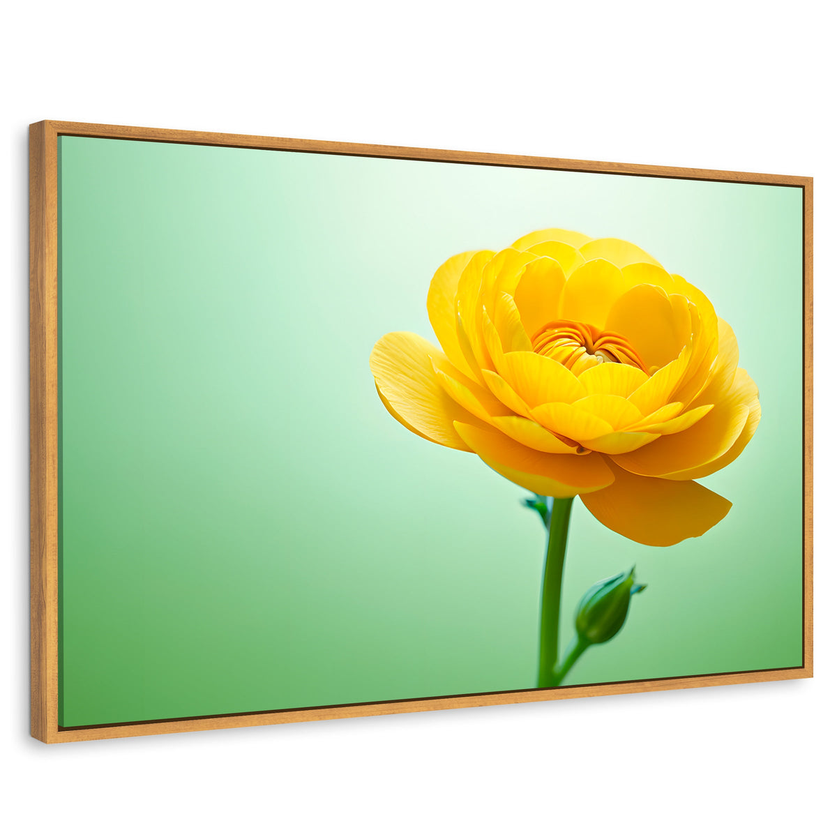Cuadros Decorativos Canvas Revolution | Canto De Ranunculo | Rectangular | Portada | Marco Madera