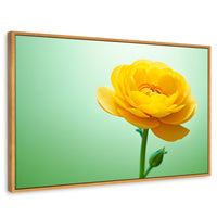 Cuadros Decorativos Canvas Revolution | Canto De Ranunculo | Rectangular | Portada | Marco Madera