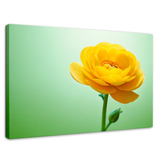 Cuadros Decorativos Canvas Revolution | Canto De Ranunculo | Rectangular | Portada | Marco SinMarco