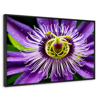 Cuadros Decorativos Canvas Revolution | Flor Pasion Eterna | Rectangular | Portada | Marco Negro