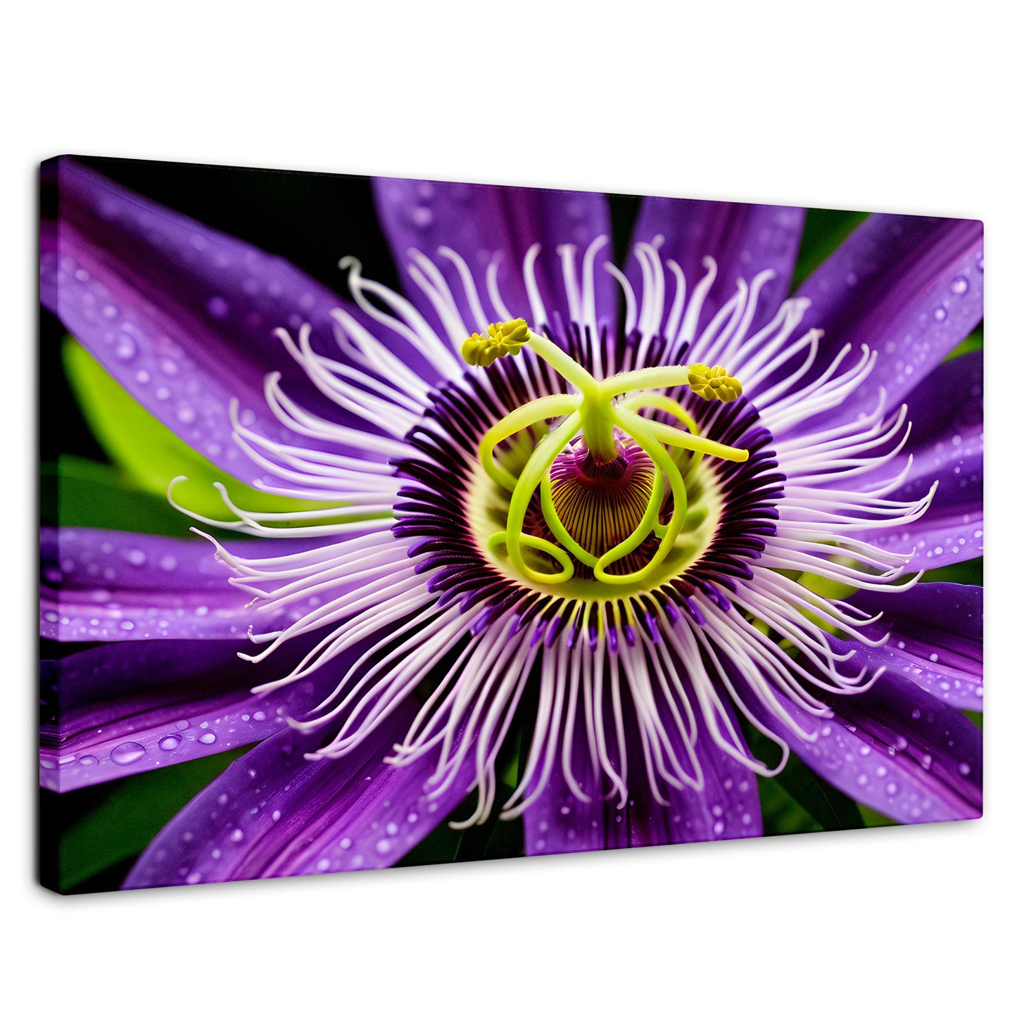 Cuadros Decorativos Canvas Revolution | Flor Pasion Eterna | Rectangular | Portada | Marco SinMarco