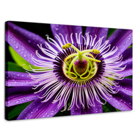 Cuadros Decorativos Canvas Revolution | Flor Pasion Eterna | Rectangular | Portada | Marco SinMarco