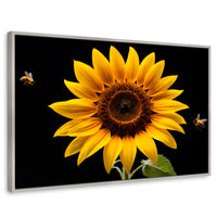 Cuadros Decorativos Canvas Revolution | Girasol En Vuelo | Rectangular | Portada | Marco Plateado