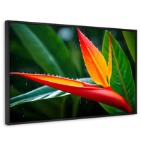 Cuadros Decorativos Canvas Revolution | Llama De Heliconia | Rectangular | Portada | Marco Negro