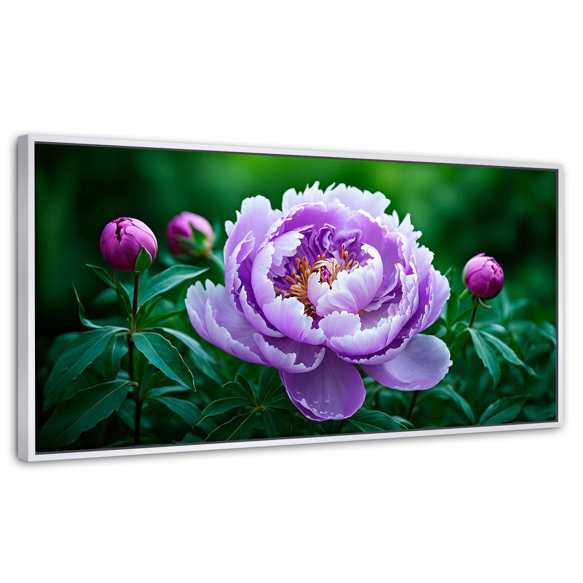 Cuadros Decorativos Canvas Revolution | Peonia Morada Viva | Panoramico | Portada | Marco Blanco