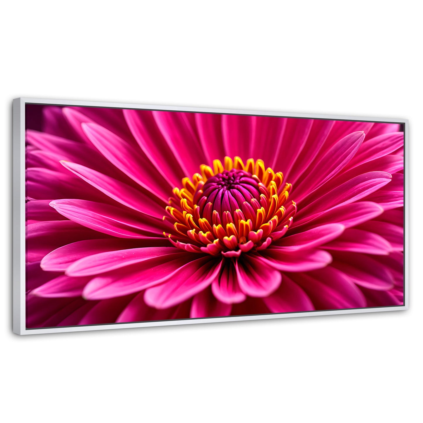 Cuadros Decorativos Canvas Revolution | Zinnia Magia Rosa | Panoramico | Portada | Marco Blanco