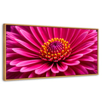 Cuadros Decorativos Canvas Revolution | Zinnia Magia Rosa | Panoramico | Portada | Marco Madera