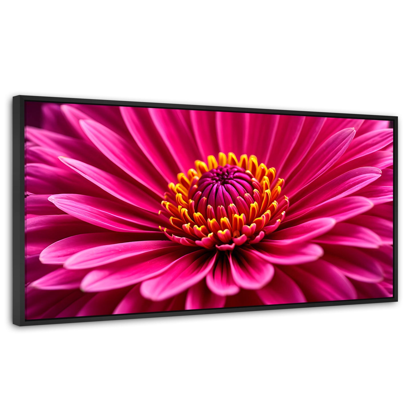 Cuadros Decorativos Canvas Revolution | Zinnia Magia Rosa | Panoramico | Portada | Marco Negro
