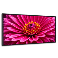 Cuadros Decorativos Canvas Revolution | Zinnia Magia Rosa | Panoramico | Portada | Marco Negro