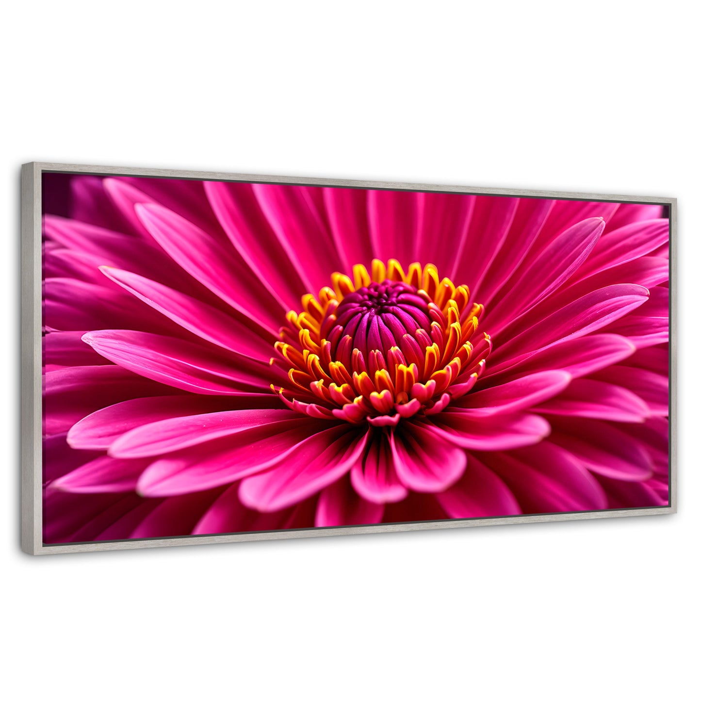 Cuadros Decorativos Canvas Revolution | Zinnia Magia Rosa | Panoramico | Portada | Marco Plateado