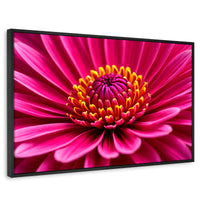 Cuadros Decorativos Canvas Revolution | Zinnia Magia Rosa | Rectangular | Portada | Marco Negro