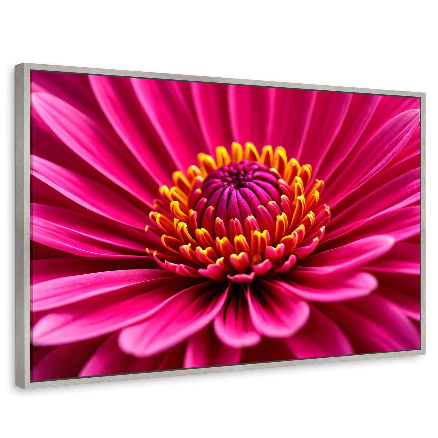 Cuadros Decorativos Canvas Revolution | Zinnia Magia Rosa | Rectangular | Portada | Marco Plateado