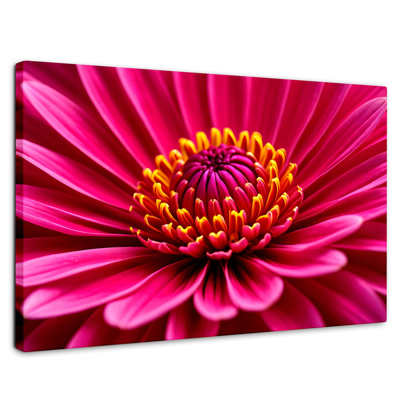 Cuadros Decorativos Canvas Revolution | Zinnia Magia Rosa | Rectangular | Portada | Marco SinMarco