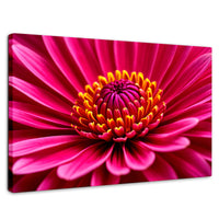 Cuadros Decorativos Canvas Revolution | Zinnia Magia Rosa | Rectangular | Portada | Marco SinMarco