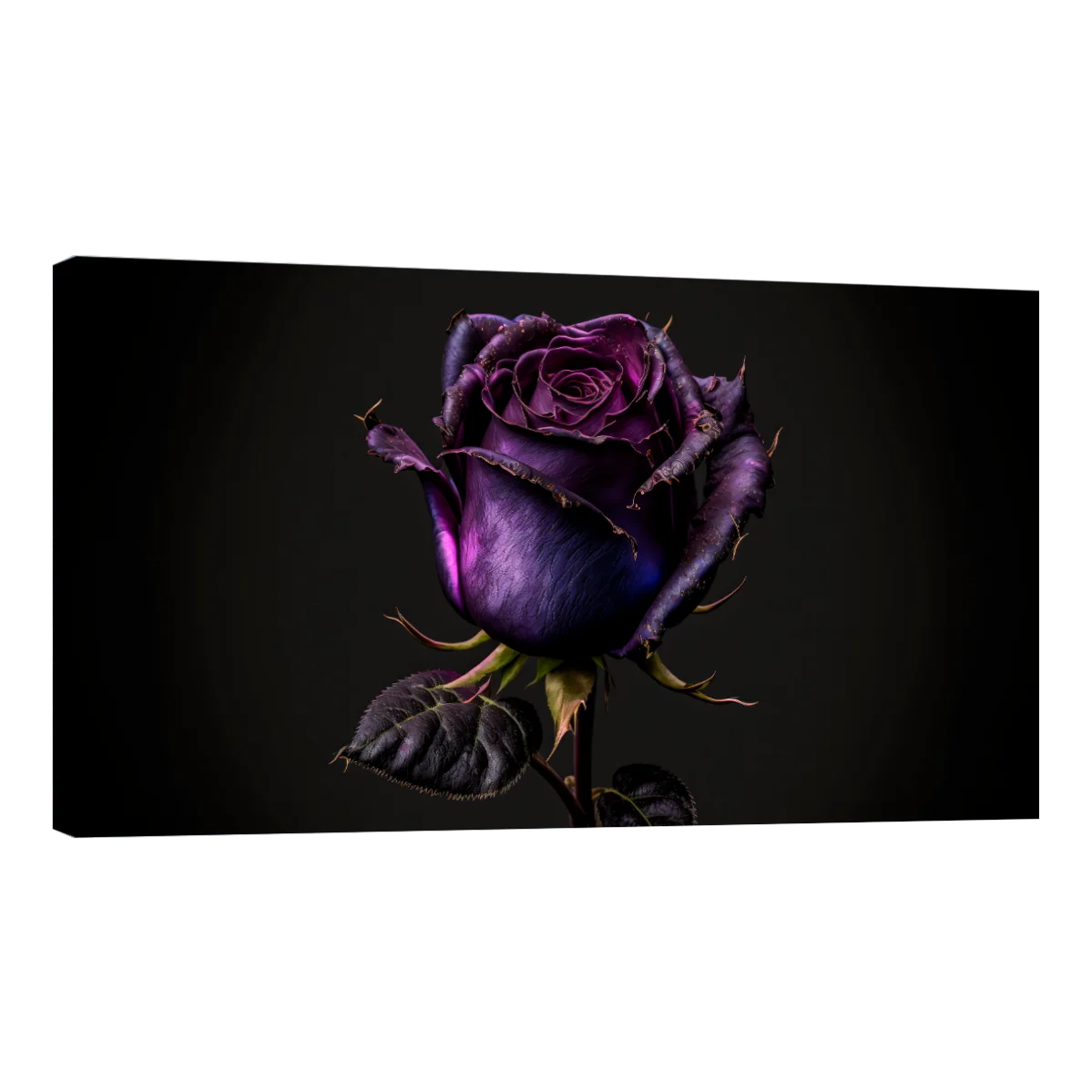 Rosa Violeta