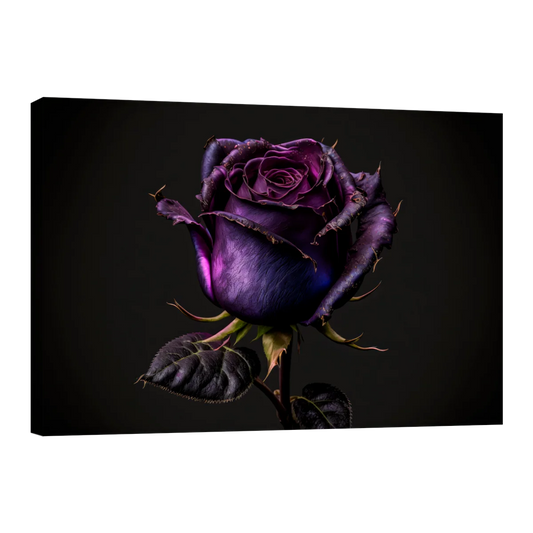 Rosa Violeta