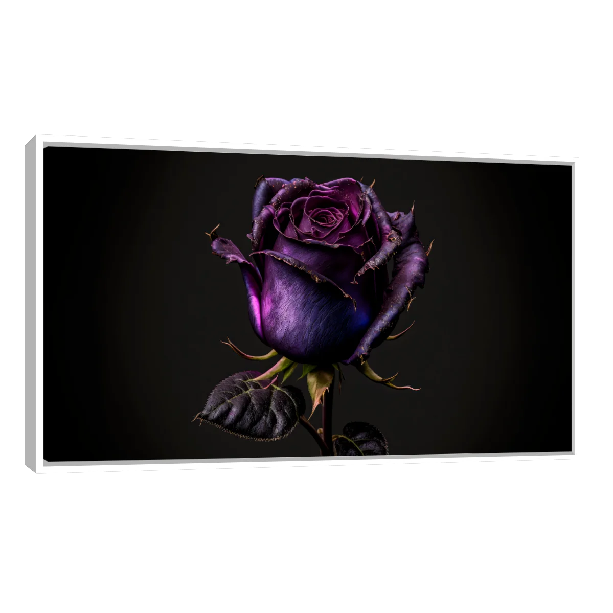 Rosa Violeta