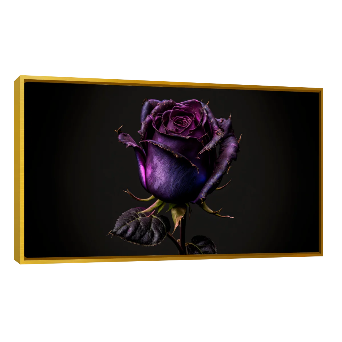 Rosa Violeta