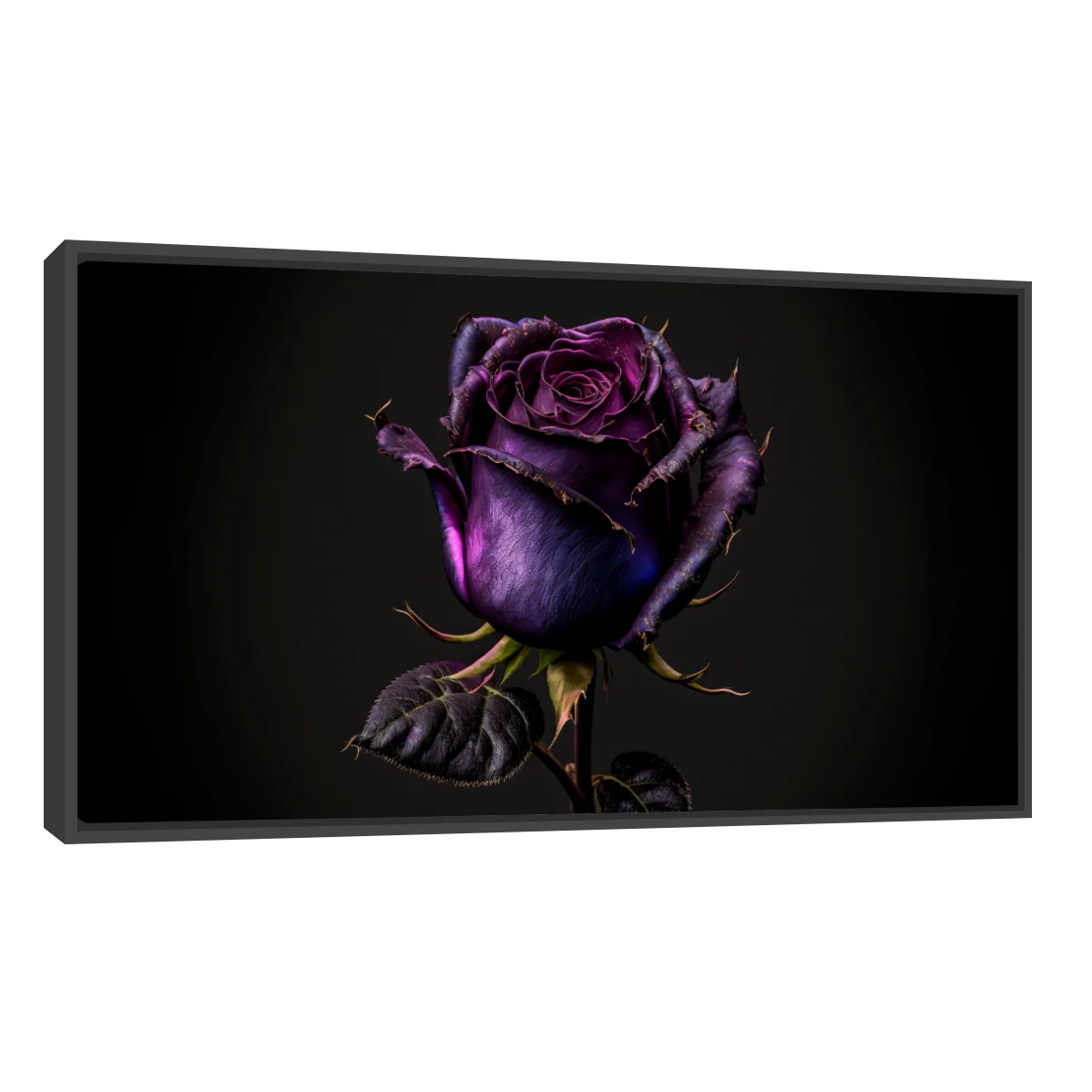 Rosa Violeta