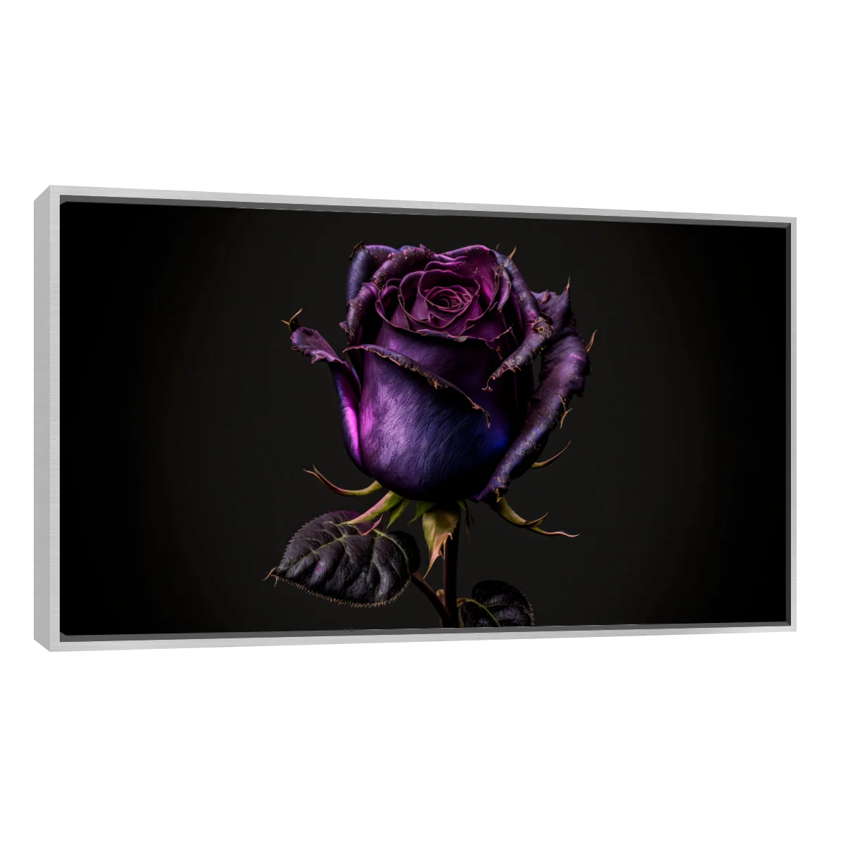 Rosa Violeta