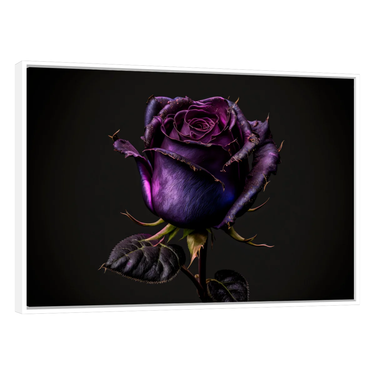 Rosa Violeta