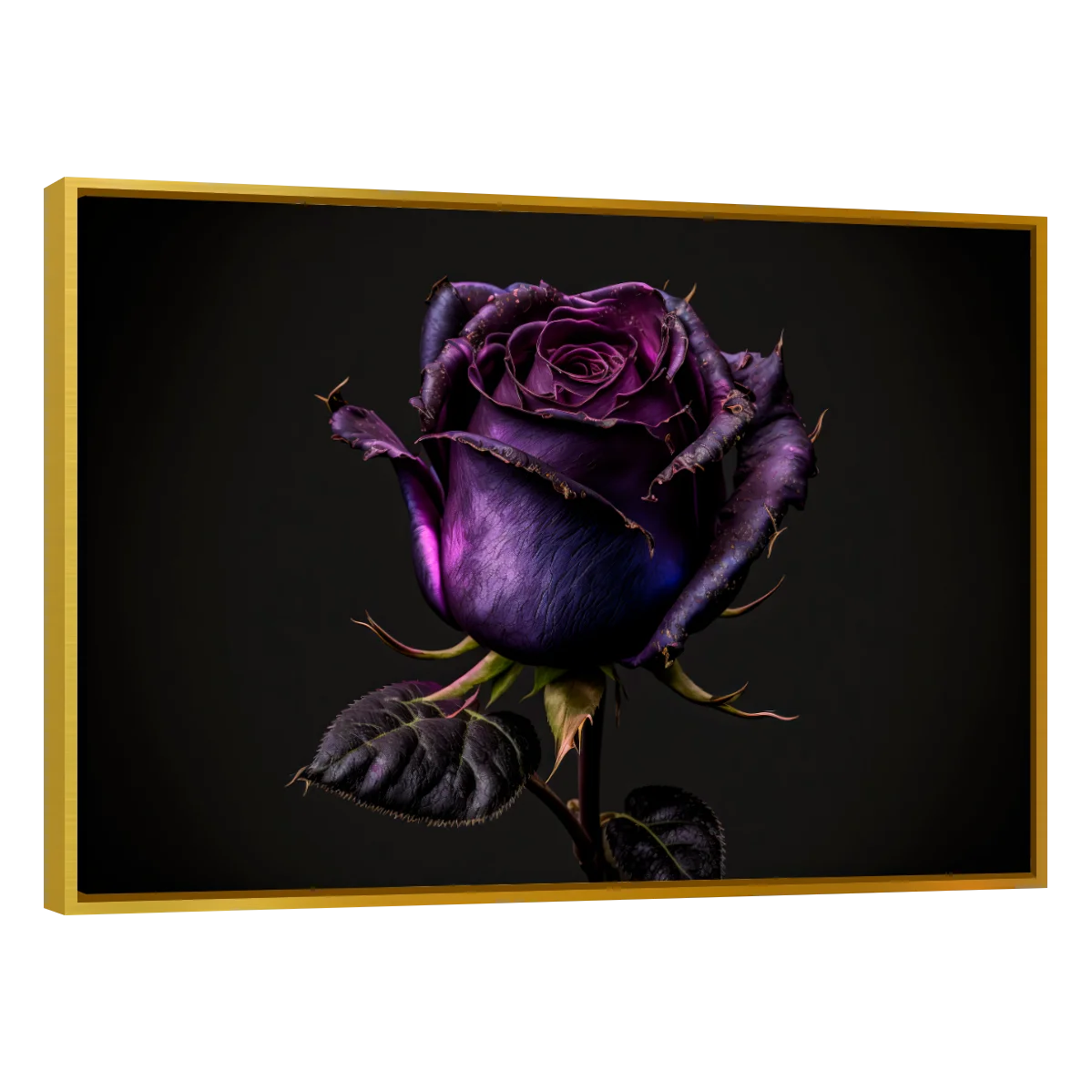 Rosa Violeta