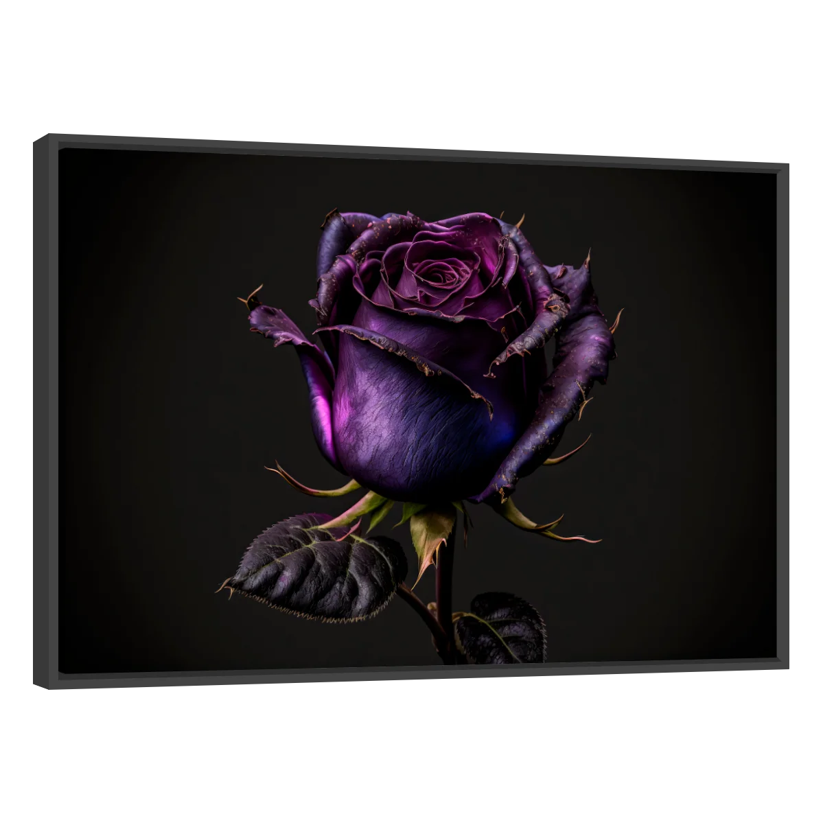 Rosa Violeta