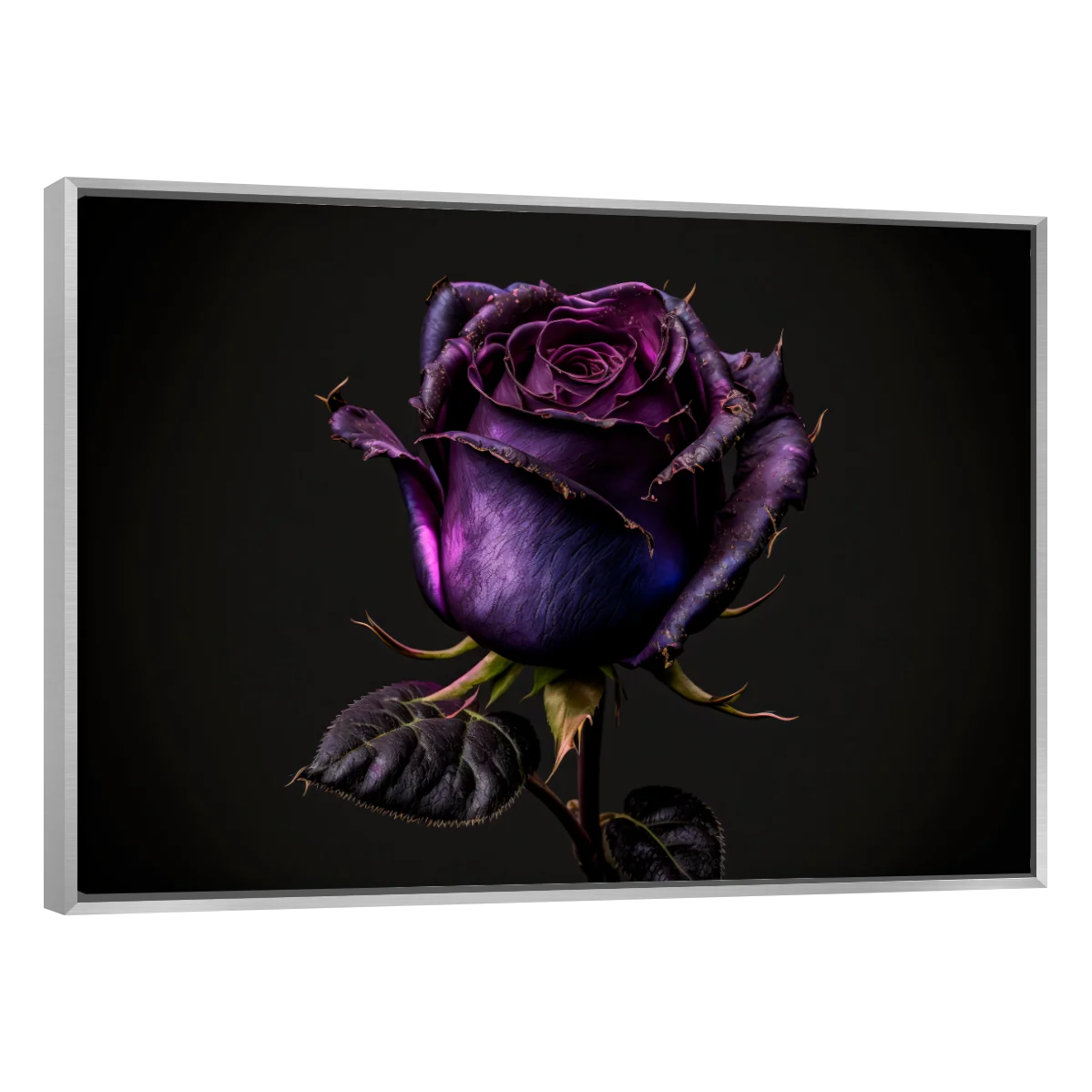 Rosa Violeta